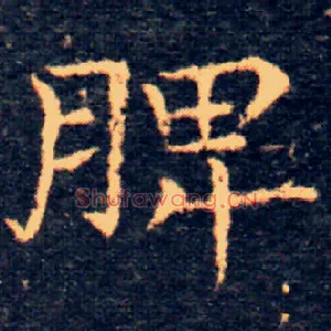 脾