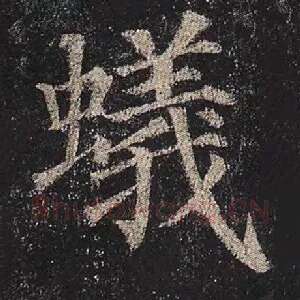 蚁