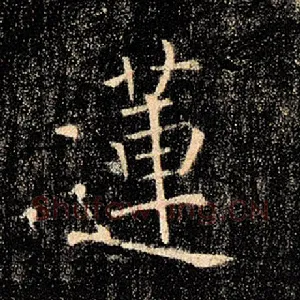 莲