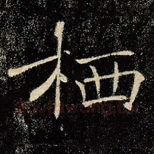 栖