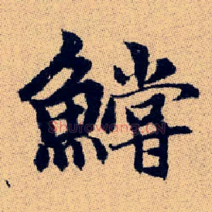 鱨
